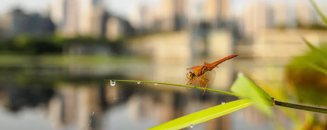 Hong Kong Wetland Park, Hong Kong